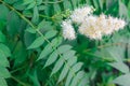 Meadowsweet Filipendula ulmaria blooms. Close up photo in sunbeams with bokeh.