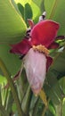 Close up of the flowers on the banana tree Royalty Free Stock Photo