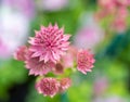 pink Astrantia major, Great Masterwort