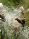 Close up flowers