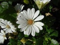 Close up flowers