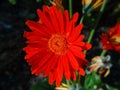 Close up flowers