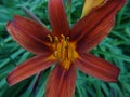 Close-up flowers