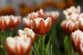 Close-up Flowers