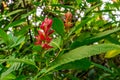 Close up of the flowers of a brazilian red cloak in bloom, tropical ornamental shrub from America, nature background