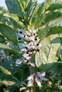 Broad bean (vivia fabia) flowers Royalty Free Stock Photo