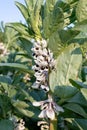 Broad bean (vivia fabia) flowers Royalty Free Stock Photo