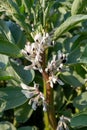 Broad bean (vicia fabia) flowers Royalty Free Stock Photo