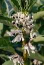 Broad bean (vicia fabia) flowers Royalty Free Stock Photo