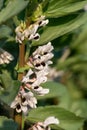 Broad bean (vicia fabia) flowers Royalty Free Stock Photo