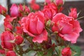Close-up of flowers and buds of a pink rose variety Royalty Free Stock Photo
