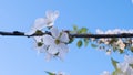 Close-up of flowers on a cherry tree against a clear blue sky. A small sprig of cherry blossoms strewn with white Royalty Free Stock Photo