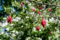 Chilean lantern tree (crinodendron hookerianum