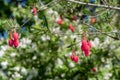 Chilean lantern tree (crinodendron hookerianum