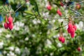 Chilean lantern tree (crinodendron hookerianum Royalty Free Stock Photo