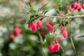 Chilean lantern tree (crinodendron hookerianum Royalty Free Stock Photo