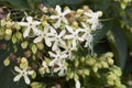 Close up flowers of Clerodendrum trichotomum