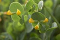 Close up flowers of Coronilla scorpioides