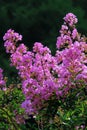 Crape myrtle flowers Royalty Free Stock Photo