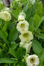 Cup and saucer cobaea scandens vine