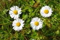 Close up of flowers of daisies Royalty Free Stock Photo