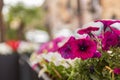 Close Up Of Flowers Decorating The Street In Monreale, In The South Of Italy