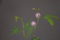 Pink mimosa pudica. Royalty Free Stock Photo