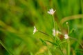 Epilobium palustre