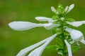 Fragrant plantain lily in rains Royalty Free Stock Photo