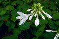 Fragrant plantain lily Royalty Free Stock Photo