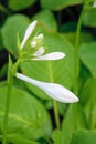 Fragrant plantain lily Royalty Free Stock Photo