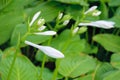 Fragrant plantain lily