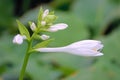 Fragrant plantain lily Royalty Free Stock Photo