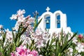 Close up of flowers in front of a church in Santorini