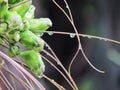 Close up Flowers and fruit with droplets of rain on Tacca leontopetaloides or East Indian arrow root, Plant is a herb or cooked