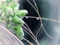 Close up Flowers and fruit with droplets of rain on Tacca leontopetaloides or East Indian arrow root, Plant is a herb or cooked