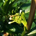 Close-up of flowers and fruit of noni and ants