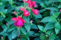 Fuchsia hybrida