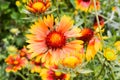 Close-up flowers Gaillardia pulchella on the background of flowers and grass. Beautiful yellow orange red flower with petals. Royalty Free Stock Photo