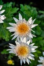 Close-up flowers in the garden in Tbilisi, Republic of Georgia