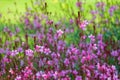 Gaura lindheimeri Royalty Free Stock Photo