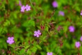 Close up flowers of Geranium robertianum plant Royalty Free Stock Photo