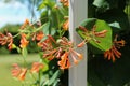 Close up of flowers on a Goldflame Honeysuckle vine growing up a white, wood post Royalty Free Stock Photo