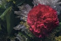 Close Up of flowers Head red color in The garden, dark style