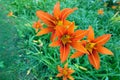 Hemerocallis citrina