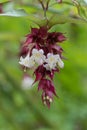 Himalayan honeysuckle leycesteria formosa