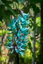 Close up of flowers of a Jade vine Royalty Free Stock Photo