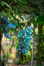 Close up of flowers of a Jade vine Royalty Free Stock Photo