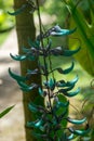 Close up of flowers of a Jade vine Royalty Free Stock Photo
