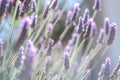 Close up of flowers of Lavandula angustifolia, English lavender